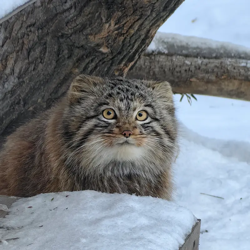 ノヴォシビルスク動物園のアッケムの写真