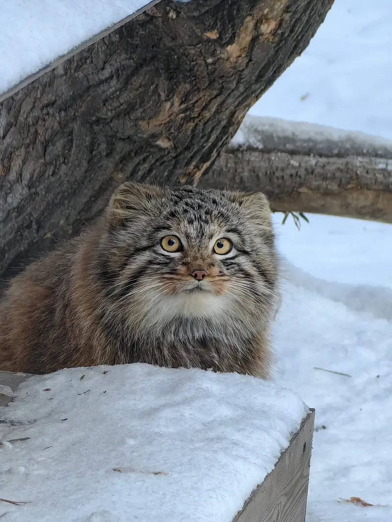 ノヴォシビルスク動物園のアッケムの写真