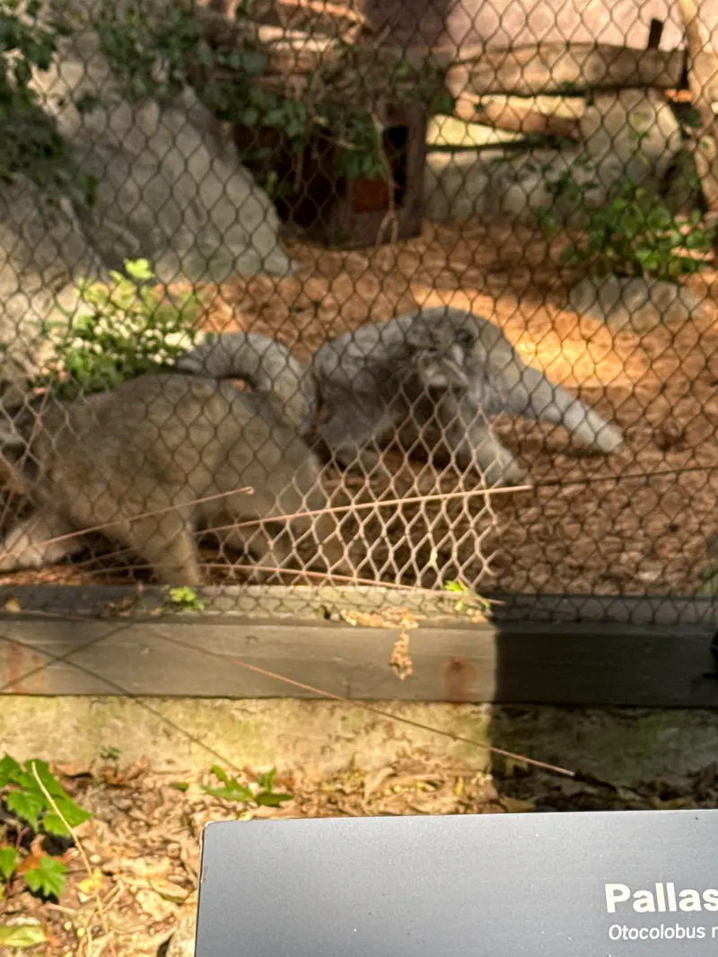 プロスペクト・パーク動物園のサルナイとバトゥの写真