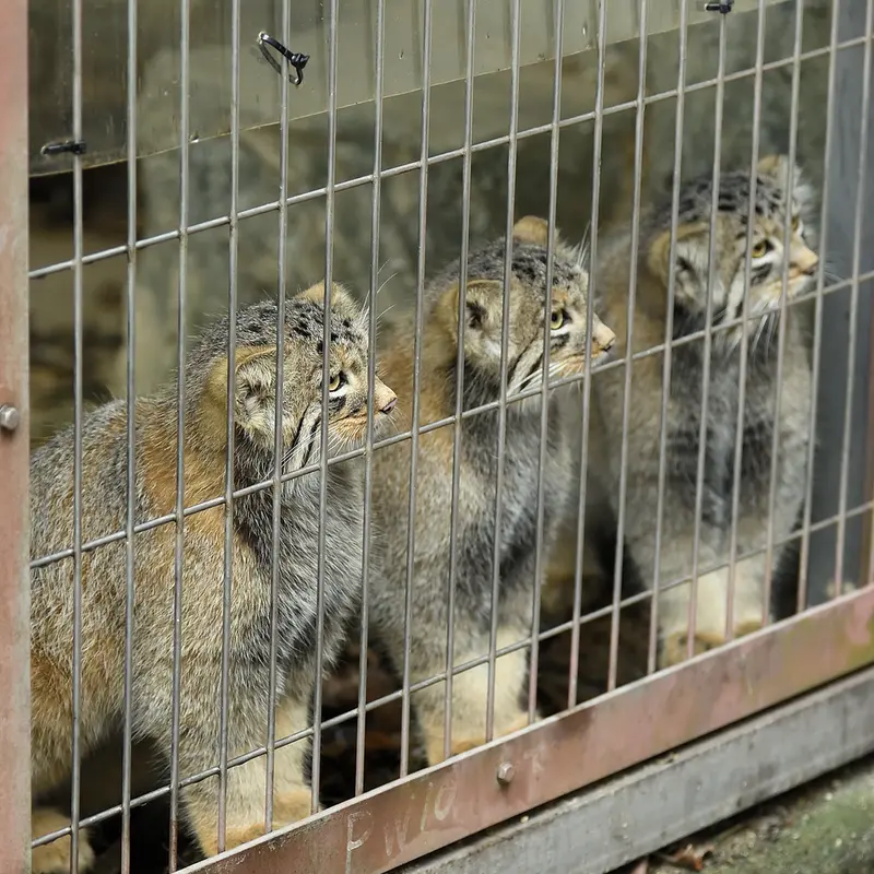 東山動植物園のマヌルネコの写真