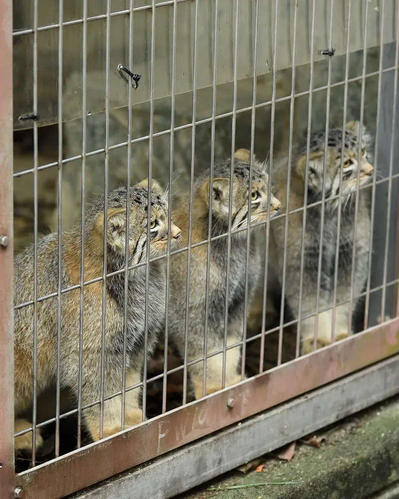 東山動植物園のマヌルネコの写真
