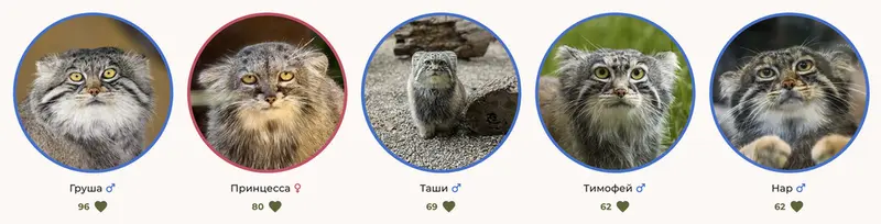 マヌルネコの写真