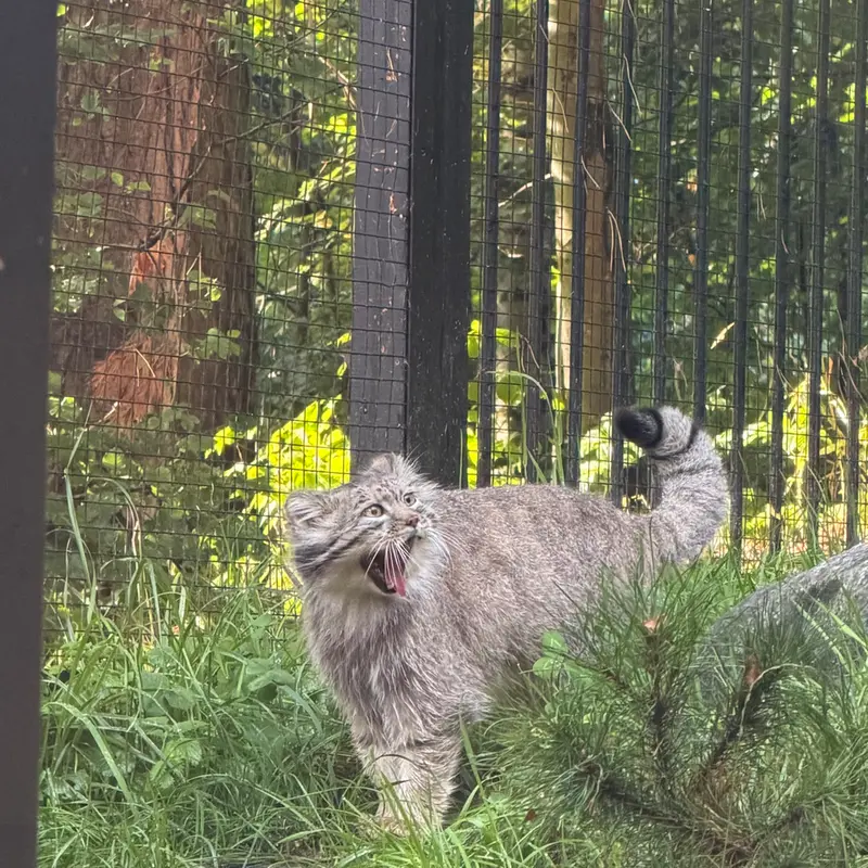 グダニスク動物園のマヌエルの写真