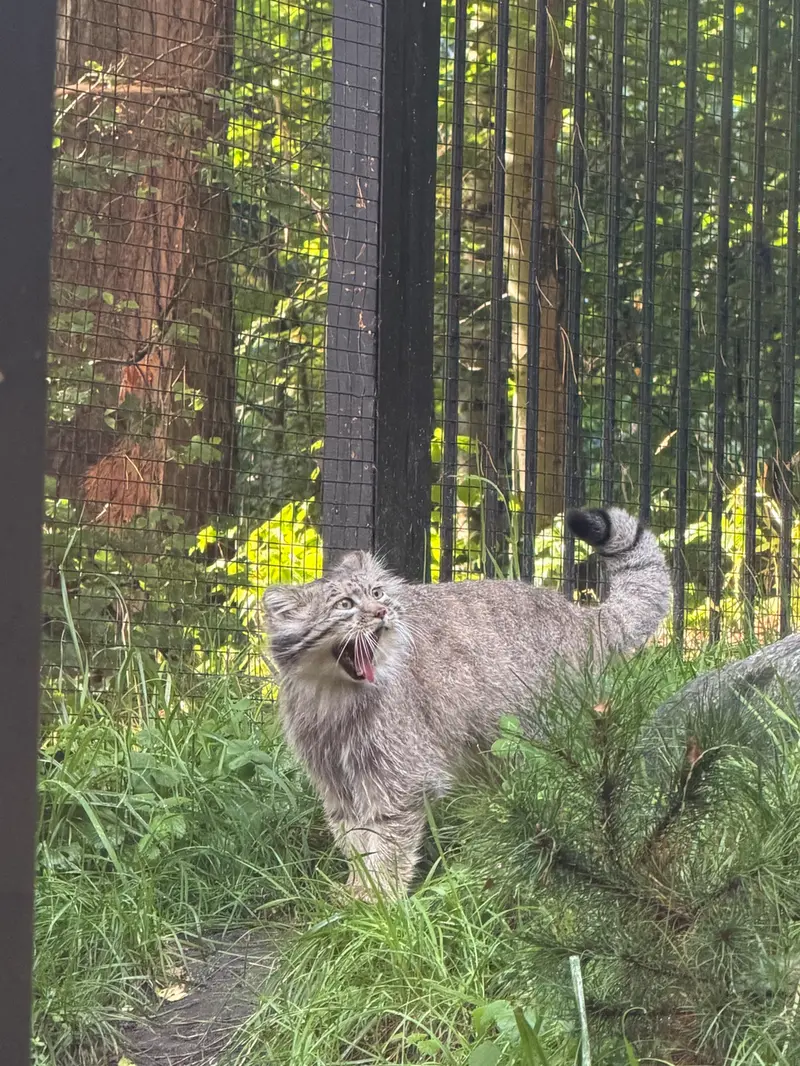 グダニスク動物園のマヌエルの写真