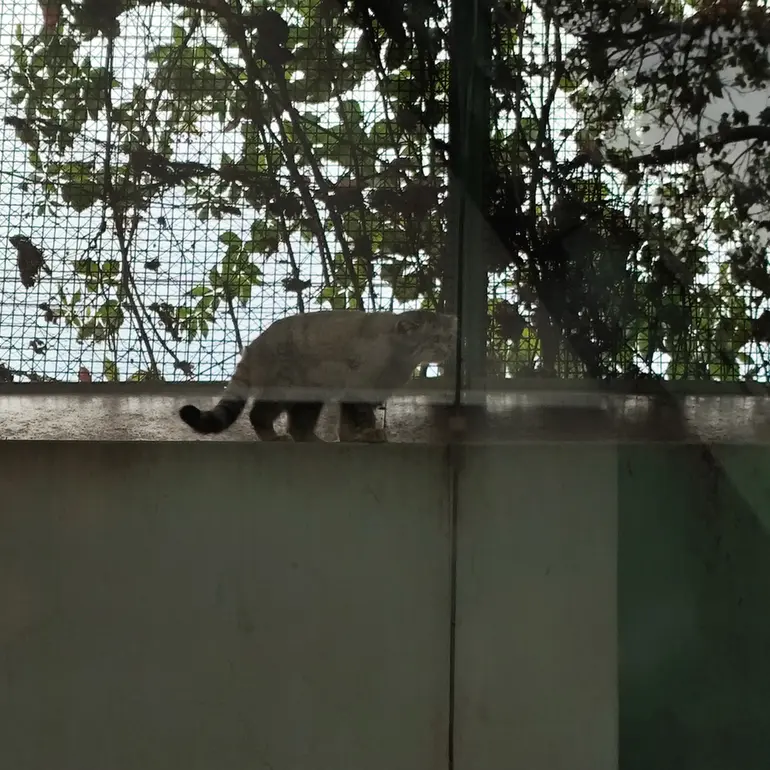 ブダペスト動物園＆植物園のボリス Ⅱの写真