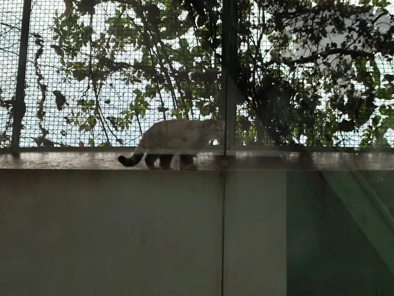 ブダペスト動物園＆植物園のボリス Ⅱの写真