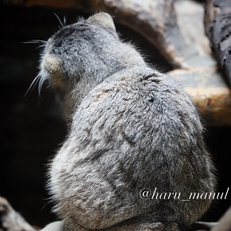 恩賜上野動物園のプリームラの写真