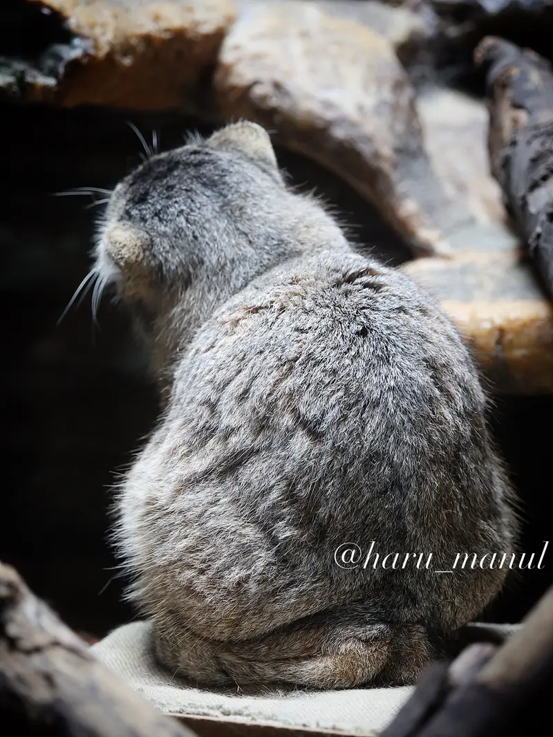 恩賜上野動物園のプリームラの写真