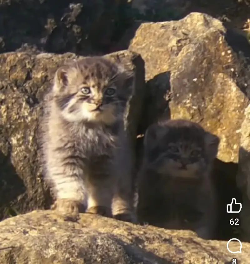 В Port Lympne родились минулы! 😻