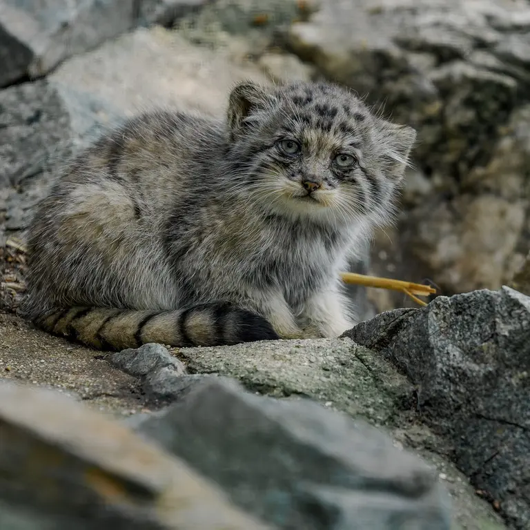 ブルノ動物園のマヌルネコの写真