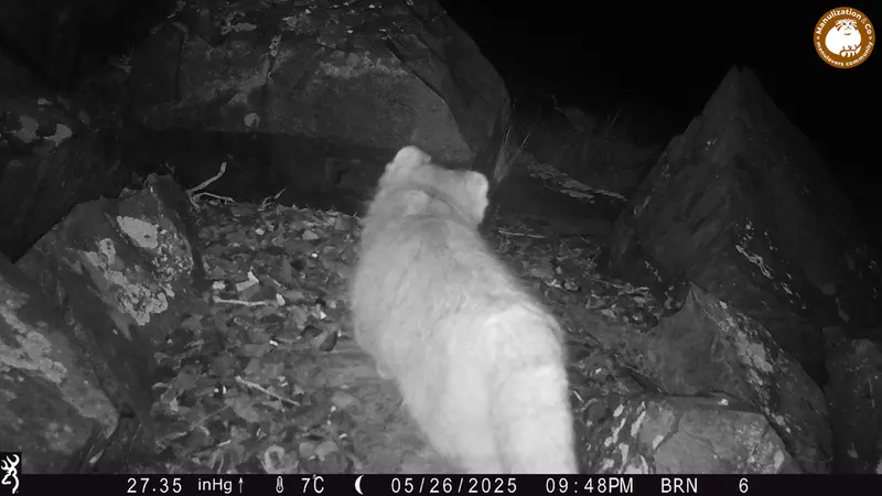 キイクバイカメラトラップで撮影したOtocolobus manul manulの写真