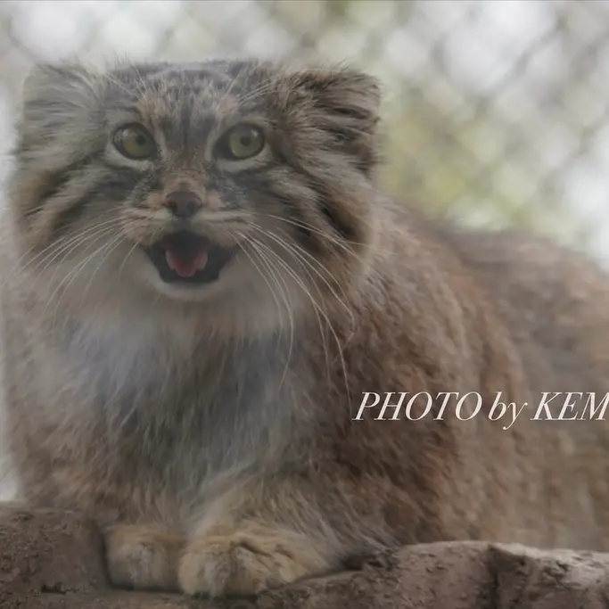 埼玉県こども動物自然公園のオリーヴァの写真