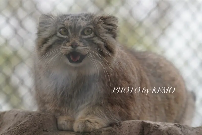埼玉県こども動物自然公園のオリーヴァの写真