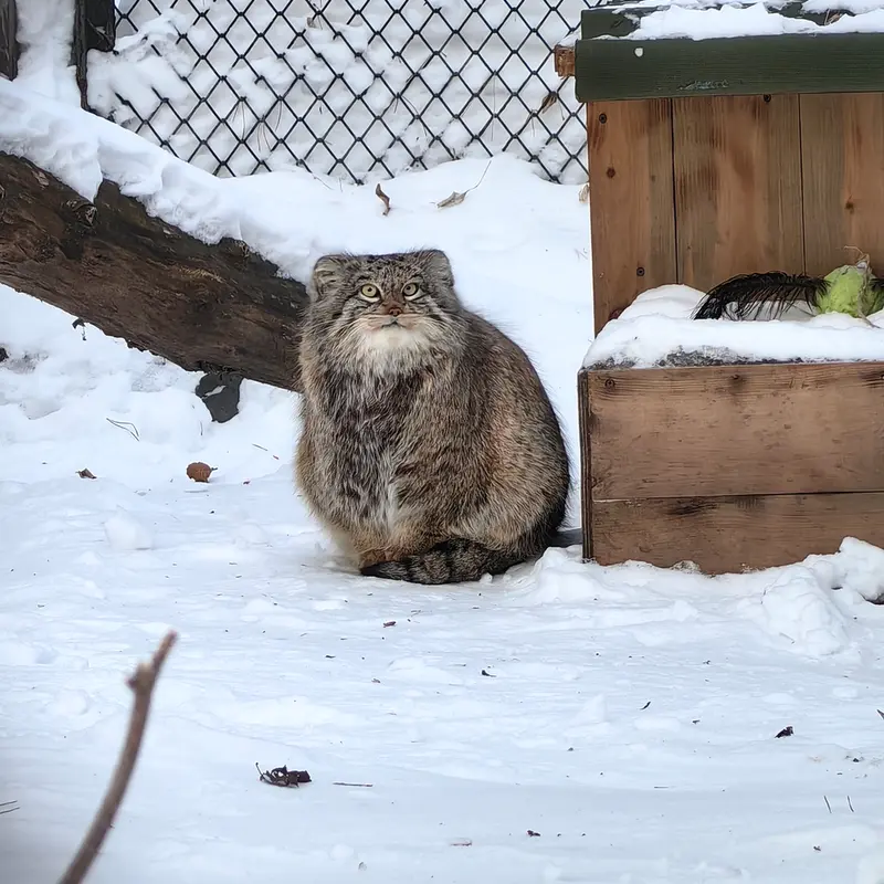 ノヴォシビルスク動物園のスネジンカの写真