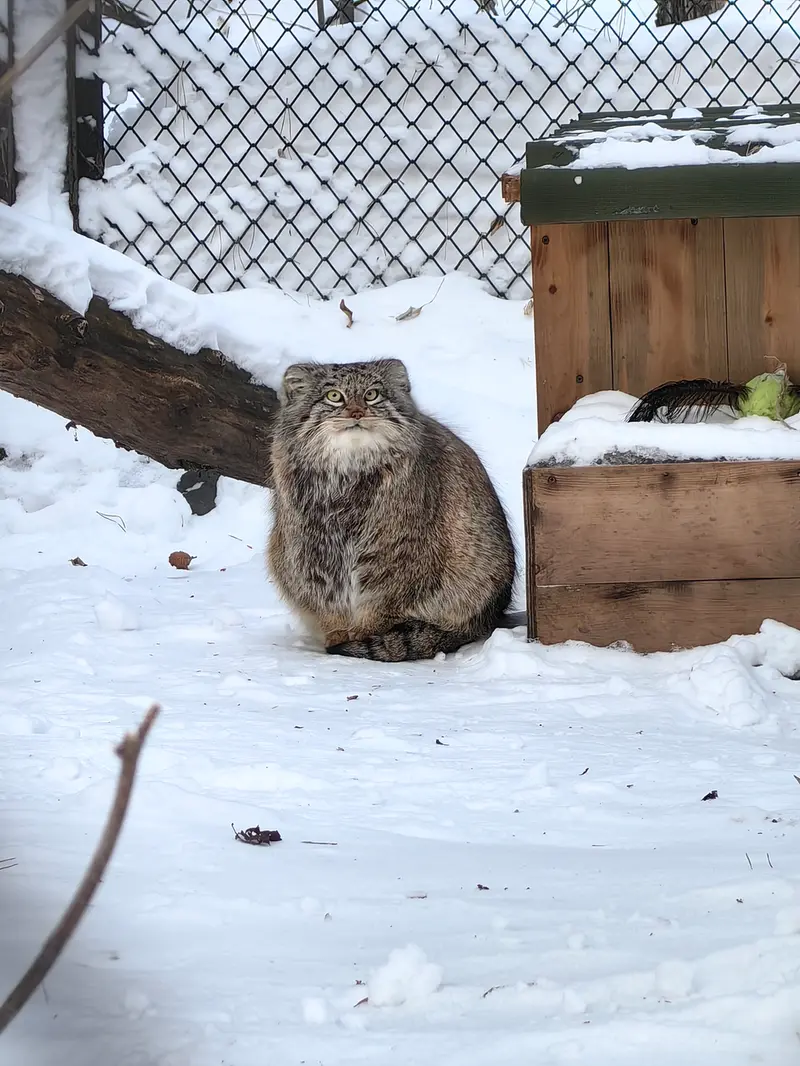 ノヴォシビルスク動物園のスネジンカの写真