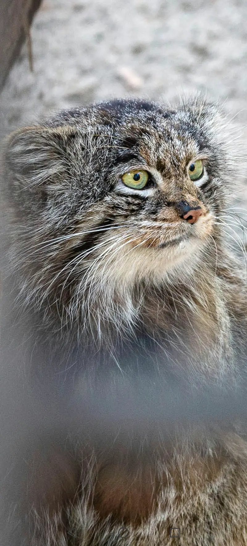 マヌルネコの写真