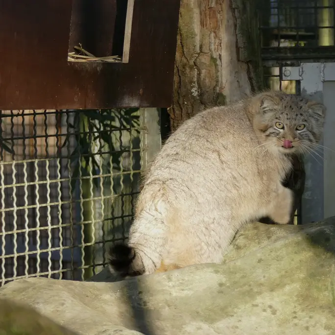 ノイヴィート動物園のアーサーの写真