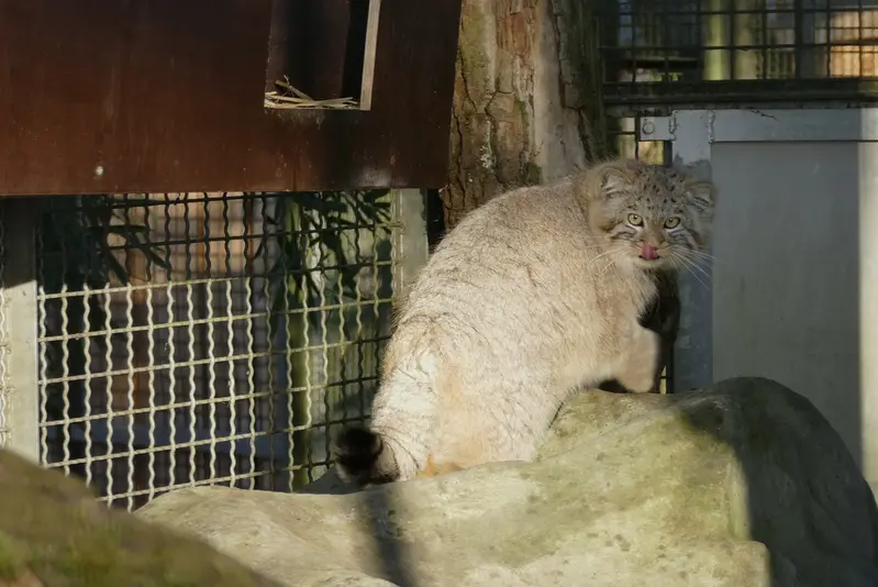 ノイヴィート動物園のアーサーの写真