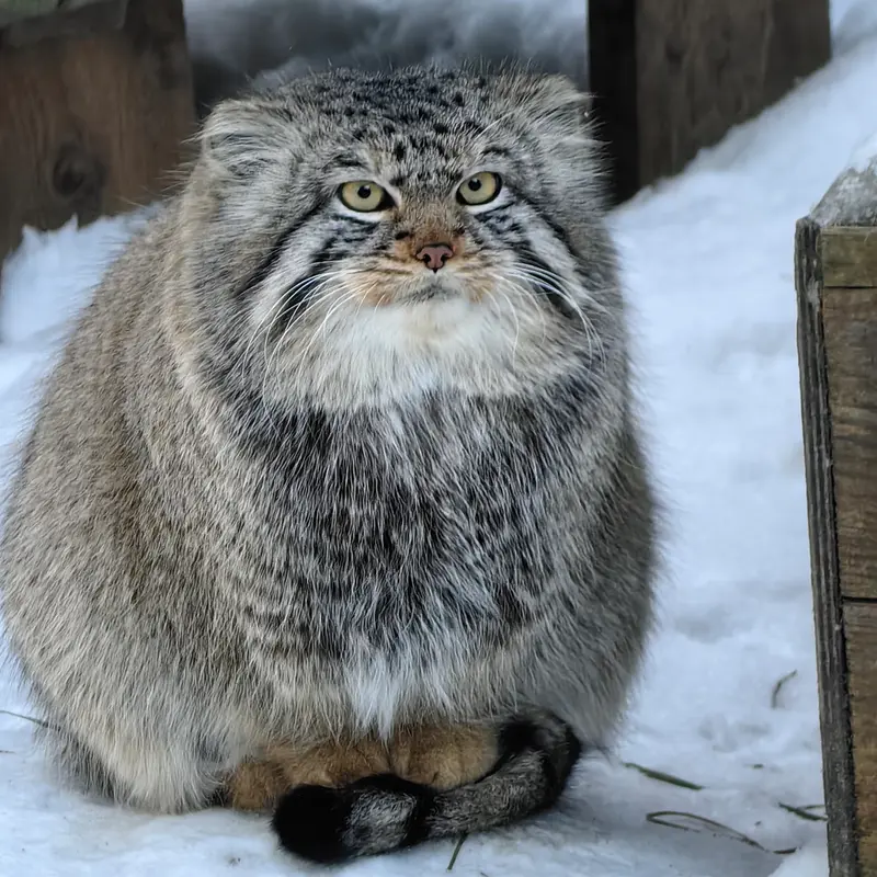 ノヴォシビルスク動物園のキムの写真