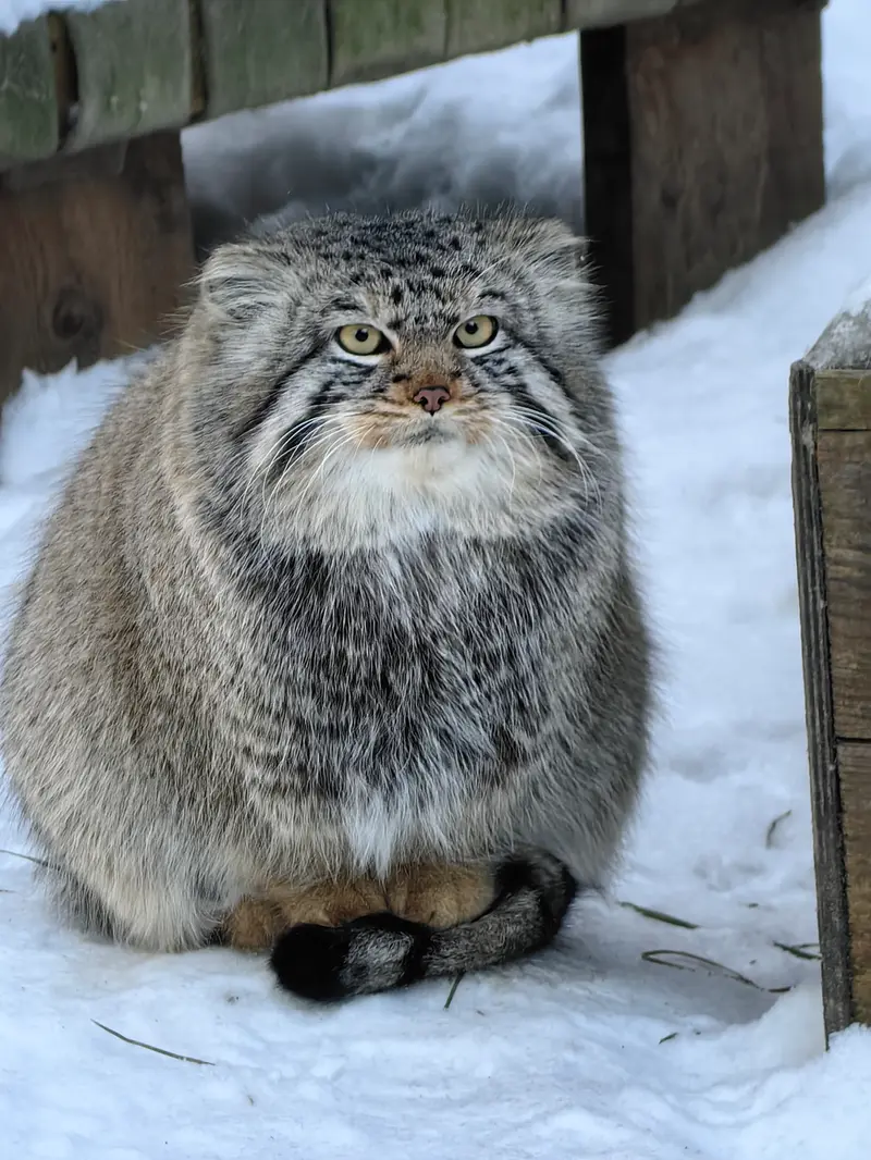 ノヴォシビルスク動物園のキムの写真