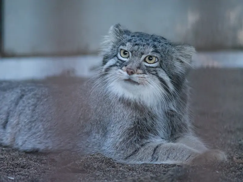野毛山動物園のフィーガの写真