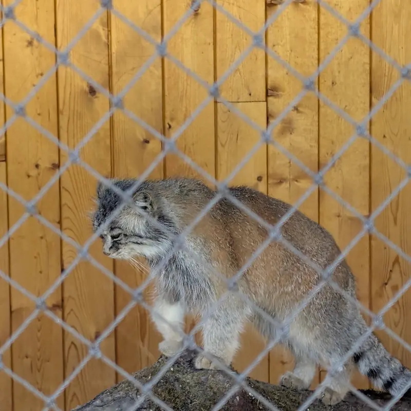 イフラヴァ動物園のルガシャの写真