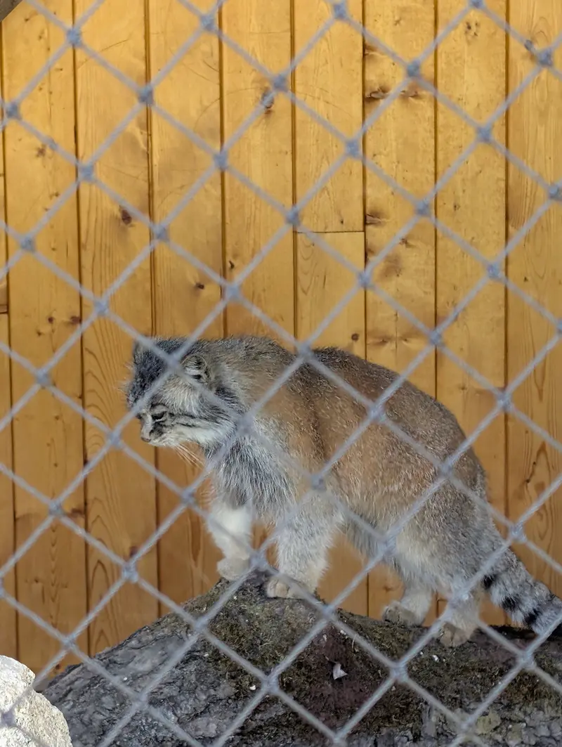 イフラヴァ動物園のルガシャの写真