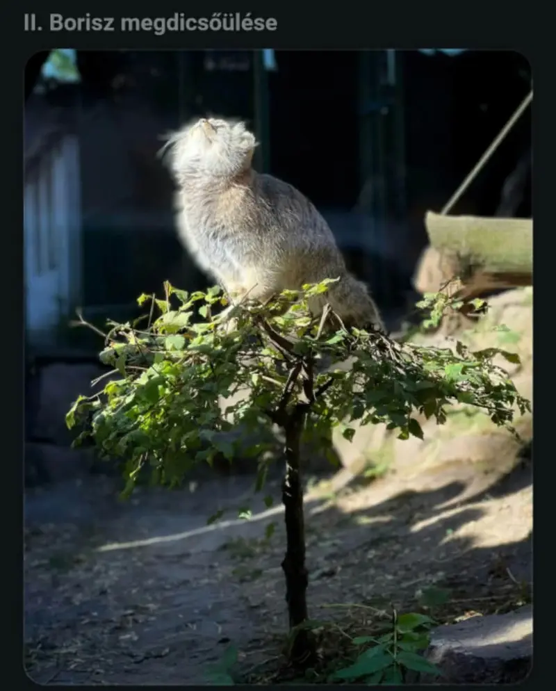 ブダペスト動物園・植物園のボリス Ⅱの写真