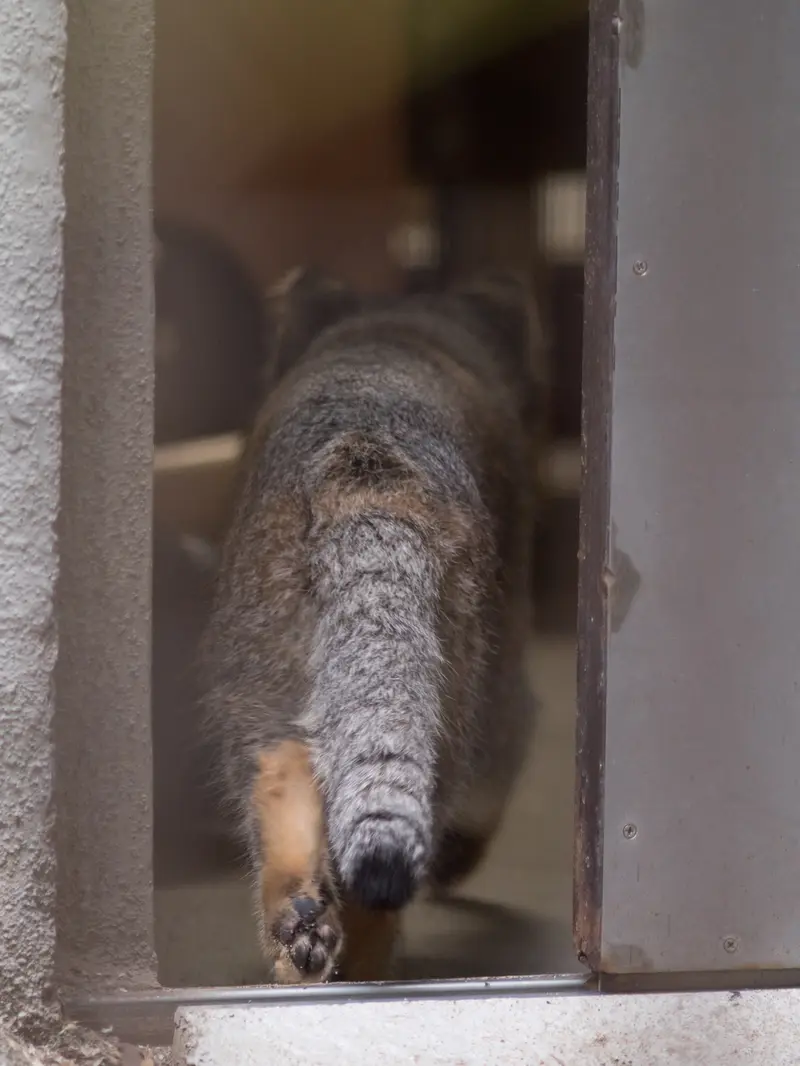 野毛山動物園のフィーガの写真
