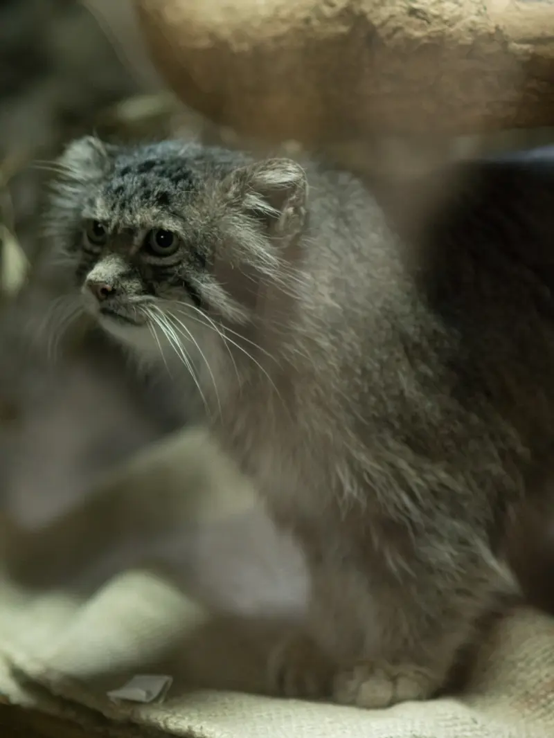 恩賜上野動物園のクリョンの写真
