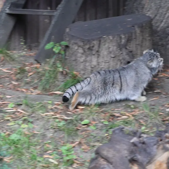 モスクワ動物園のマヌルネコの写真