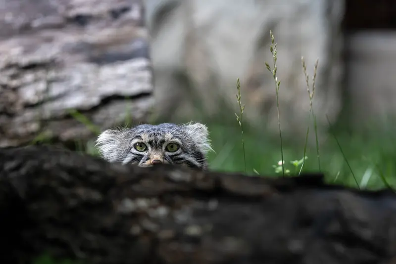 モスクワ動物園のティモフェイの写真