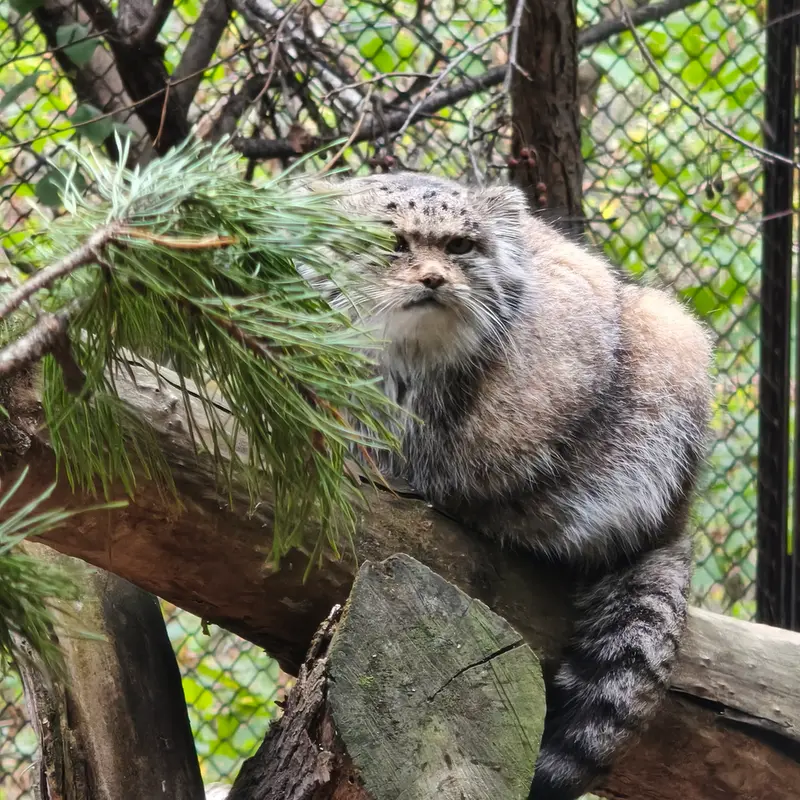 ノヴォシビルスク動物園のマヌルネコの写真
