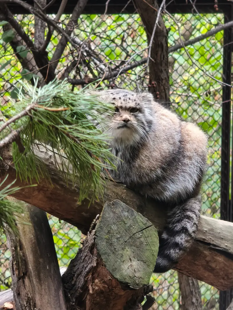 ノヴォシビルスク動物園のマヌルネコの写真