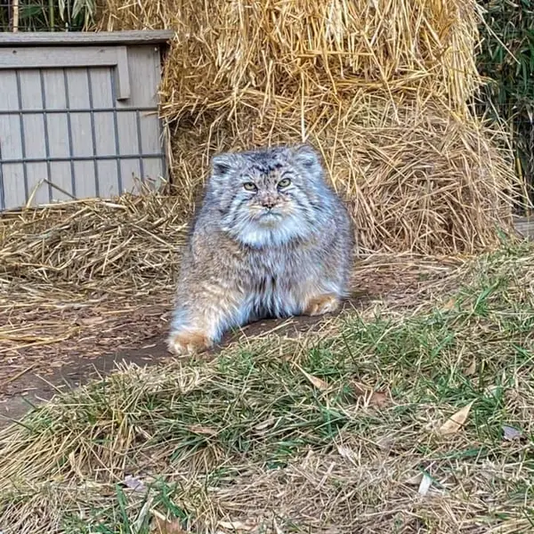 タンガニーカ野生動物公園のティムの写真