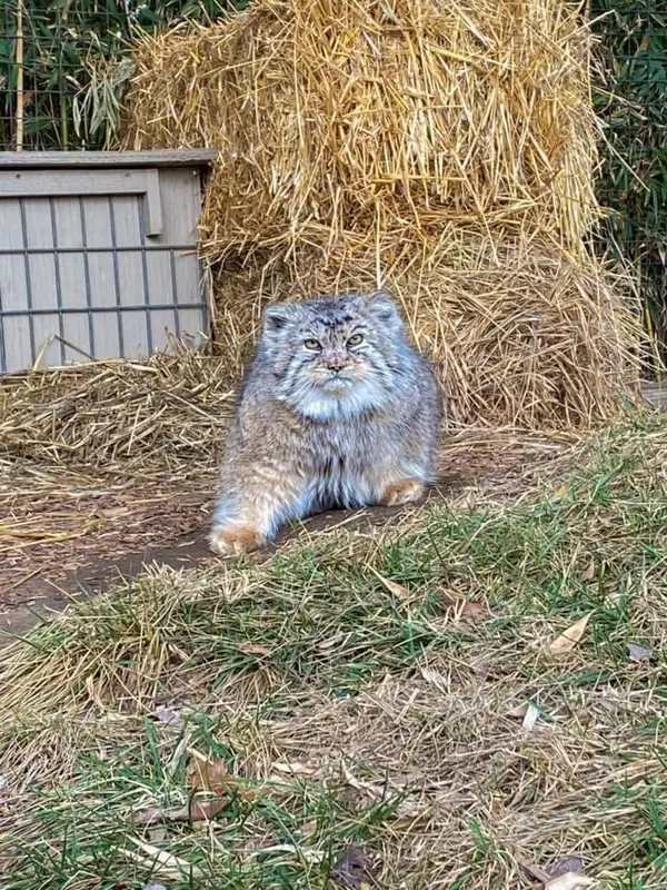 タンガニーカ野生動物公園のティムの写真