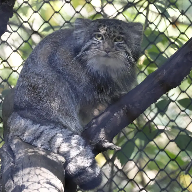ノヴォシビルスク動物園のグレイの写真