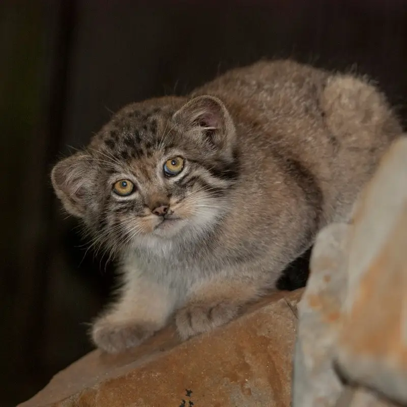 クラクフ動物園のバトゥとエルデネ Ⅳ の息子（2016年生まれ）の写真