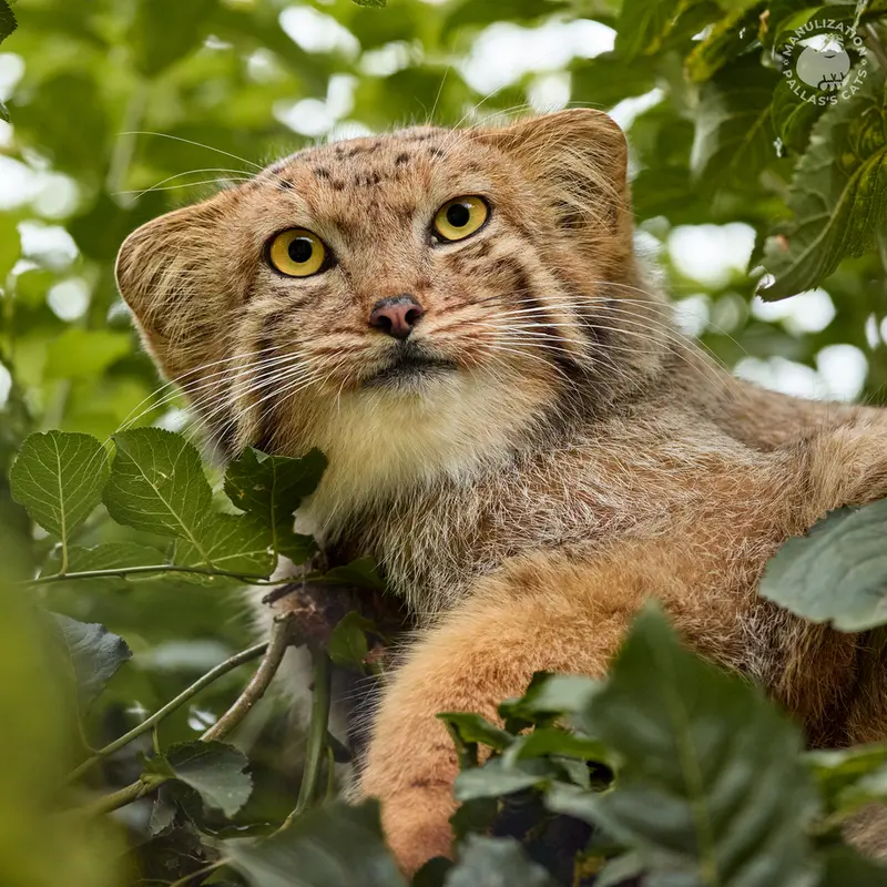 エレバン動物園のマノの写真