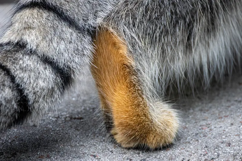 モスクワ動物園のティモフェイの写真