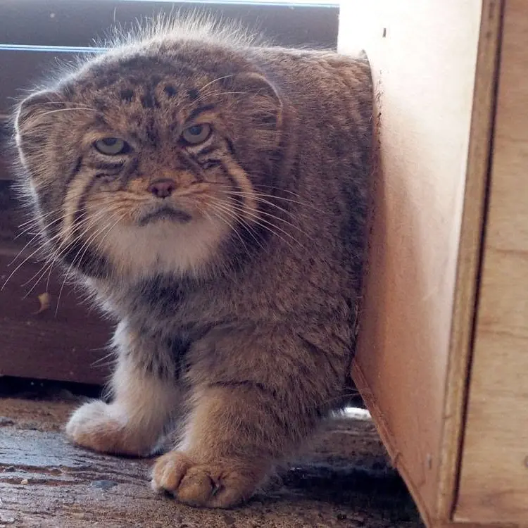 埼玉県こども動物自然公園のセバスチャンの写真