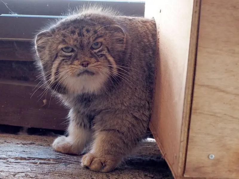 埼玉県こども動物自然公園のセバスチャンの写真
