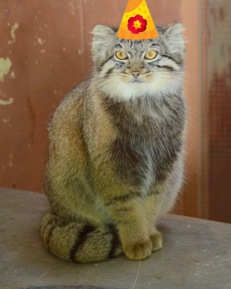 マヌルネコの写真
