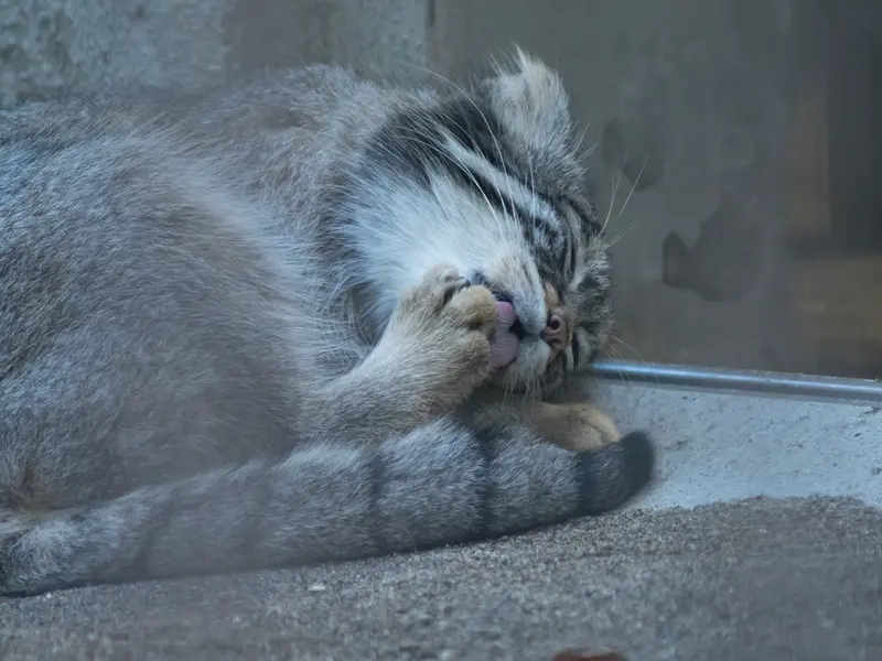 野毛山動物園のフィーガの写真