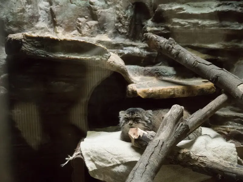 恩賜上野動物園のプリームラの写真