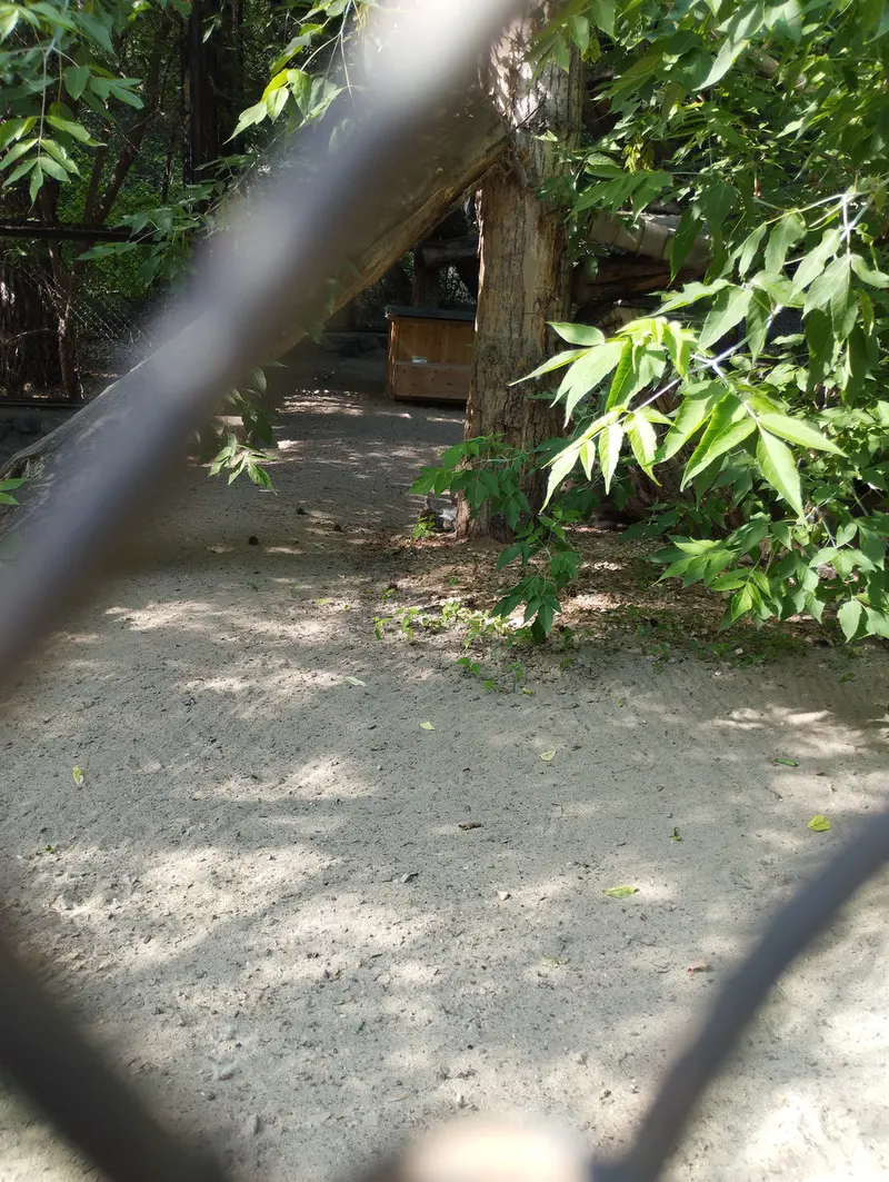 ノヴォシビルスク動物園のマヌルネコの写真