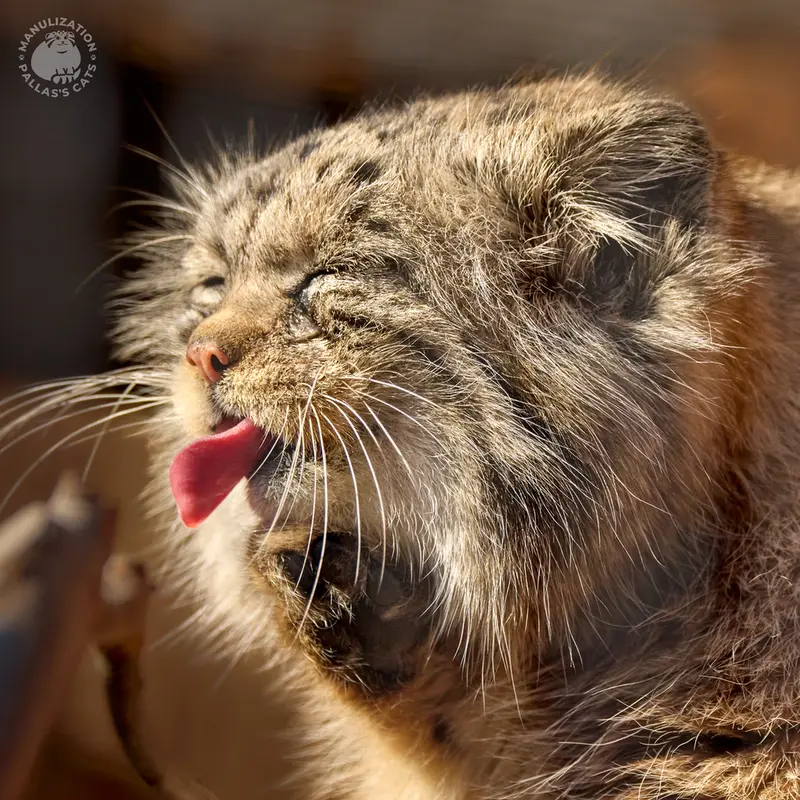 レニングラード動物園のナミカの写真