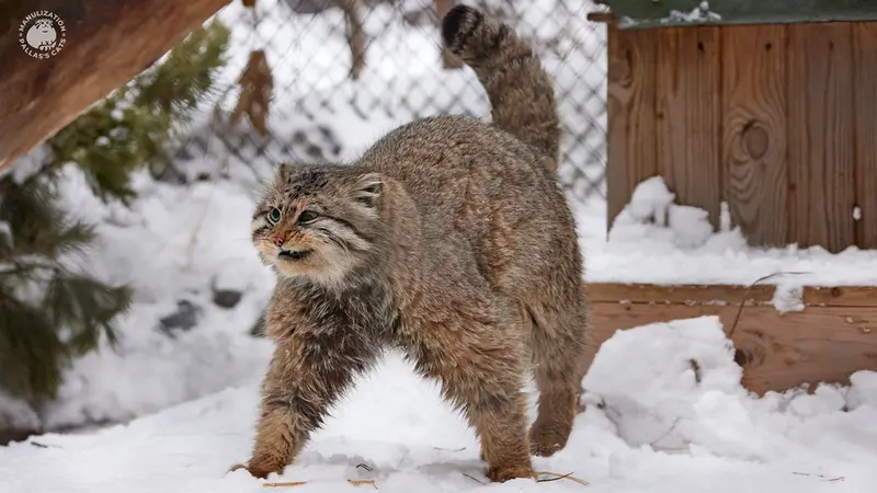 ノヴォシビルスク動物園のゼレノゴルスクの写真