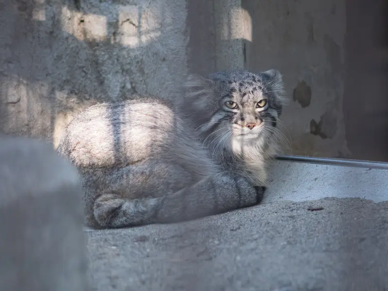 野毛山動物園のフィーガの写真
