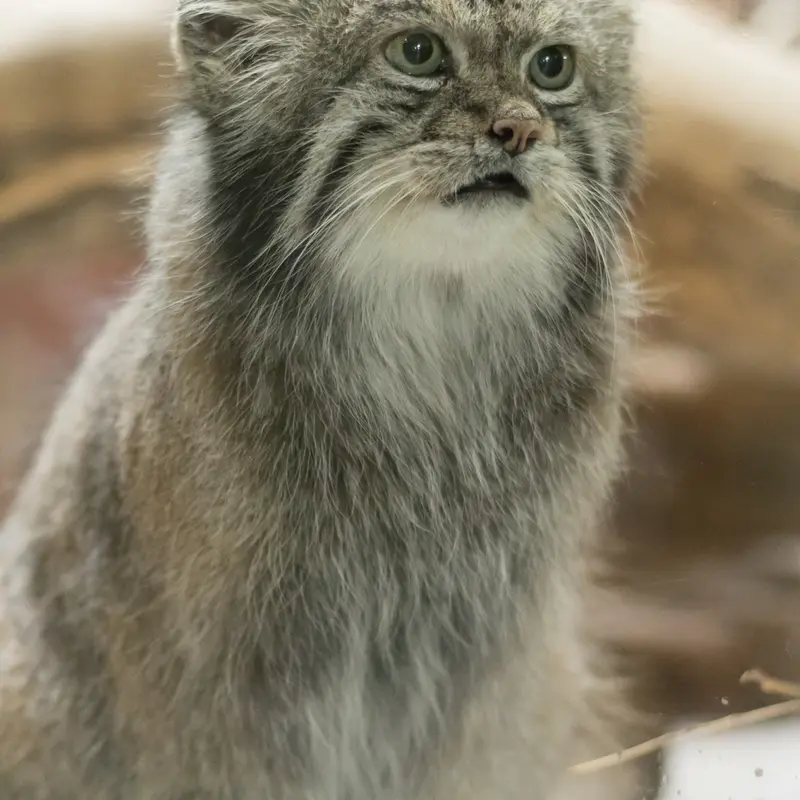 恩賜上野動物園のクリョンの写真
